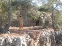Escletxes de Papiol - صورة مصغرة 4, Papiol, El
