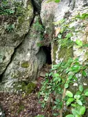 Cova de la Dou - Miniatura 1, Arbolí