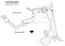 Cova Balaguer - Thumbnail 2, Alfara de Carles