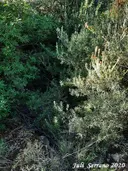 Avenc Pei - Thumbnail 1, Vallirana
