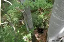 Avenc de Can Roca Roja Nº1 - Thumbnail 2, Sant Feliu de Pallerols