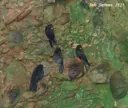 Graller d'en Remigi Moli - Miniatura 9, Tremp