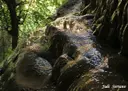 Cova del Miracle - Miniatura 11, Margalef
