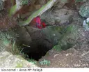 Avenc de l'Esquerrà - Miniatura 4, Olesa de Bonesvalls