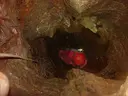 Avenc de la Silvia - Miniatura 3, Begues