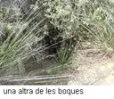 Avenc dels Quatre Forats - Miniatura 3, Begues