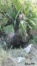 Avenc de la Palmera - 缩略图 1, Sitges