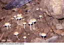Avenc de la Ferla - صورة مصغرة 10, Begues