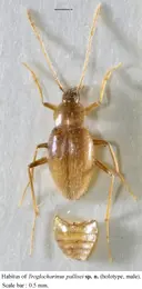 Cova de la Riba - Miniatura 5, Riba, La