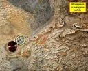 Cova de Can Vinardell - 缩略图 7, Montagut i Oix