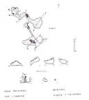 Cova de la Calavera - Thumbnail 2, Mont-ral