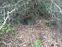 Forat de la Coma d'en Bepo - Miniatura 1, Torà