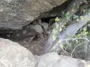 Cau de les Guilles - Miniatura 2, Roses
