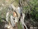 Avenc de Roca Negra - Thumbnail 4, Castelldefels