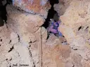 Avenc de Palanques - Miniatura 4, Tivenys