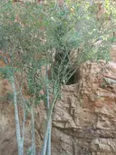 Forat de la Conqueta - 缩略图 3, Avellanes i Santa Linya, Les