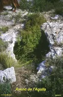 Avenc de l'Agulla - Thumbnail 2, Gavà