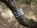 Balma de la Corrua - Miniatura 3, Lladurs