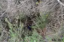 Avencó de Coll Verdeguer - Miniatura 5, Cervelló