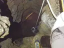 Avenc dels Científics - Miniatura 7, Arnes