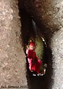 Cova de la Columna - Miniatura 4, Gallifa