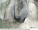 Cova Negra de Mata-solana - Miniatura 7, Llimiana