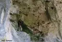 Cova del Cingle de l'abellera - صورة مصغرة 4, Mont-ral