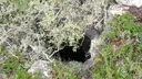 Cova Avenc del Celler del Fuster - Thumbnail 3, Àger