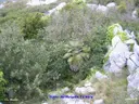 Avenc del Margalló - Miniatura 1, Begues