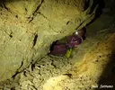 Cova de la Font - Миниатюра 8, Febró, La