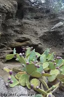 les Cavorques - Miniatura 8, Port de la Selva, El