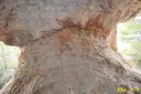 Cova Nº7 de l'Escudelleta - صورة مصغرة 3, Capafonts