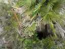 Avenc de la Palma - Miniatura 3, Sitges