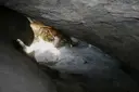 Balma de l'Espluga - Thumbnail 2, Sant Quirze Safaja