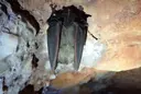 Cova de l'Espelma - صورة مصغرة 5, Alfara de Carles