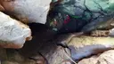 Avenc de Comabella - Miniatura 5, Bagà
