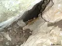 Avenc dels Primers - Miniatura 3, Albinyana