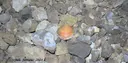 Cova d'en Peixet - Miniatura 11, Febró, La