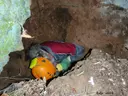 Forat Bufador - Miniatura 3, Tordera