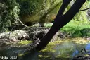 Balma dels Foresos - صورة مصغرة 2, Vimbodí i Poblet